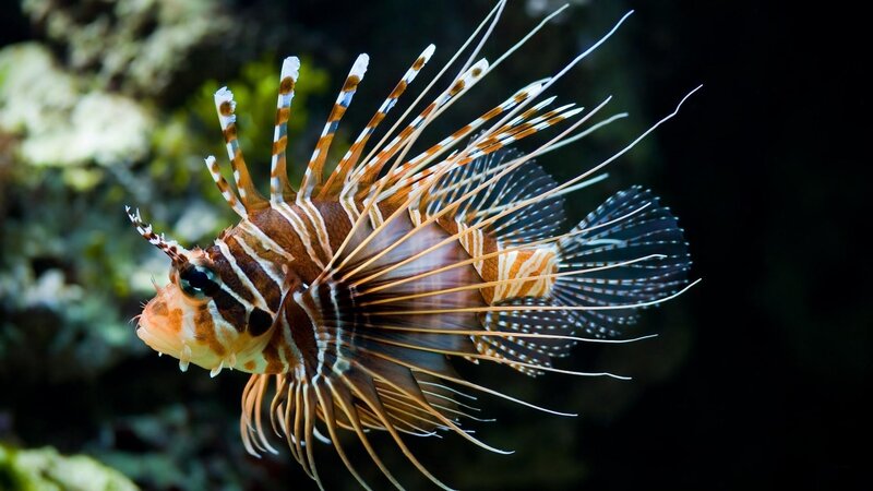 Lionfish in Water — Brown