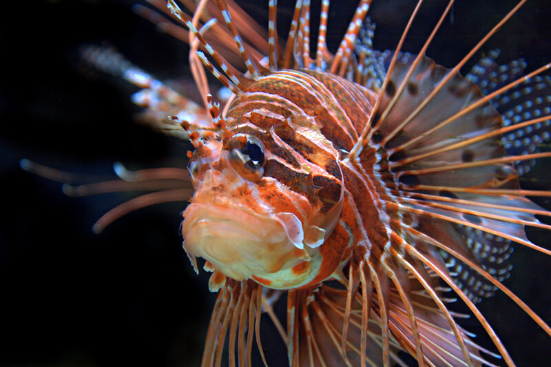 Lionfish in Water — Orange, Dramatic