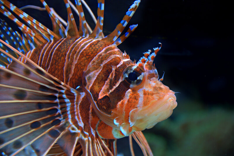 Lionfish in Water — Orange