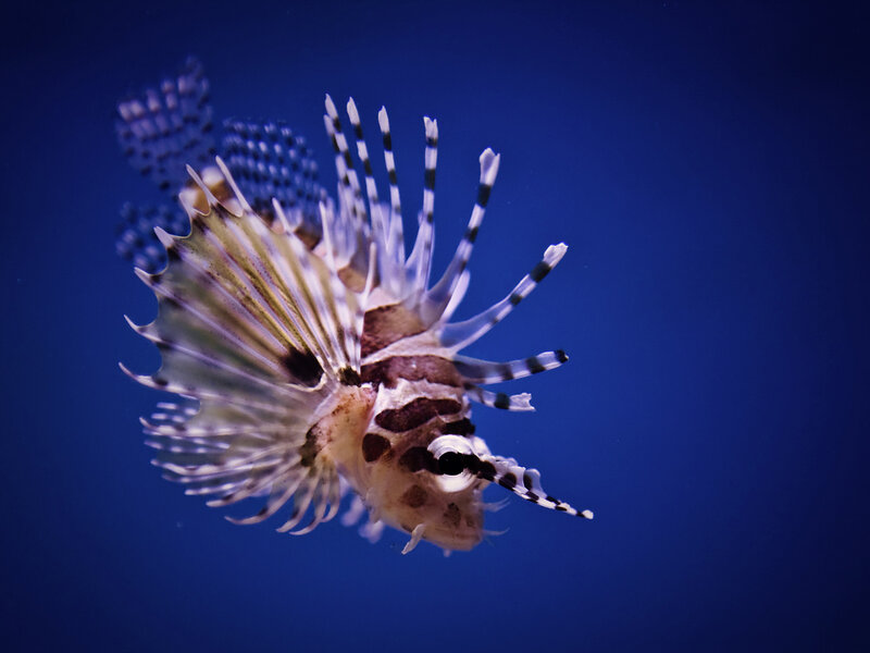 Lionfish in Water