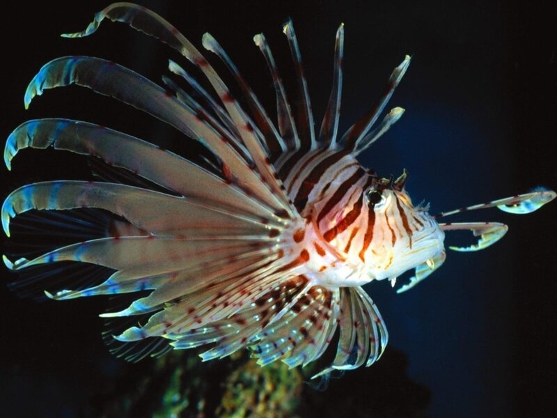 Lionfish in Water — White