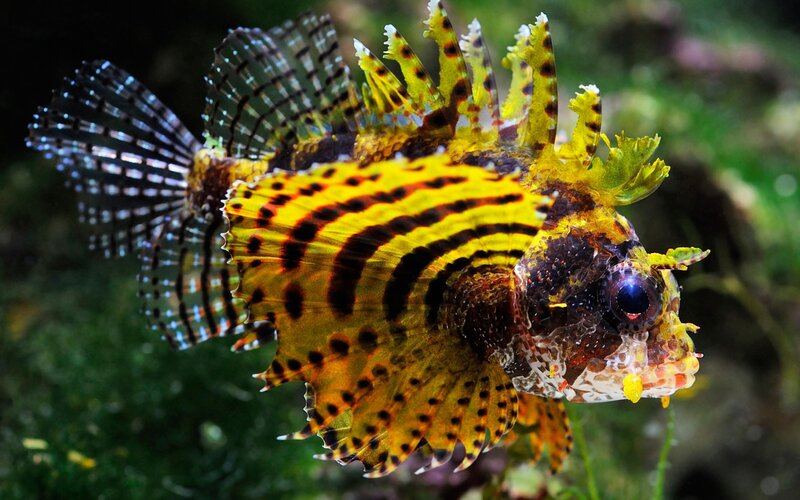 Lionfish in Water — Yellow