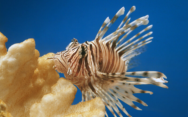 Lionfish Near Coral — Blue, Calm