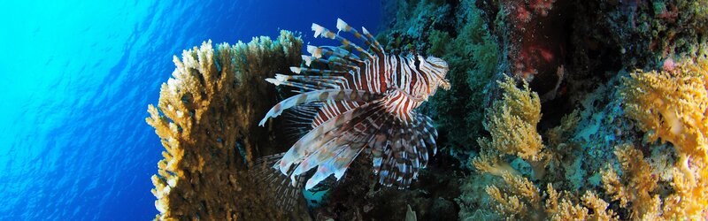 Lionfish Near Coral — Blue, Serene, Photograph, Ocean