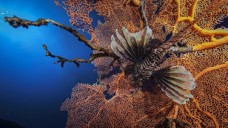 Lionfish Near Coral — Blue
