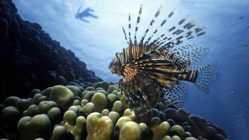 Lionfish near coral reef