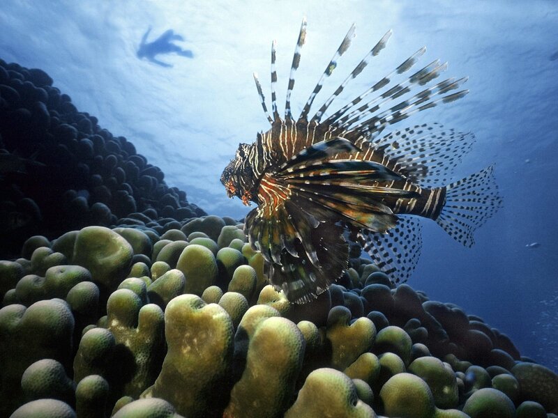 Lionfish Near Coral Reef — Blue, Serene, Photograph