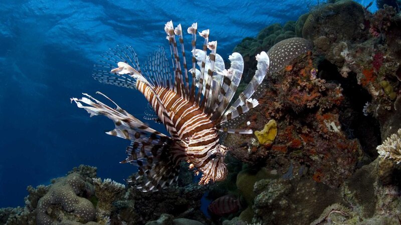 Lionfish Near Coral Reef — Blue, Serene