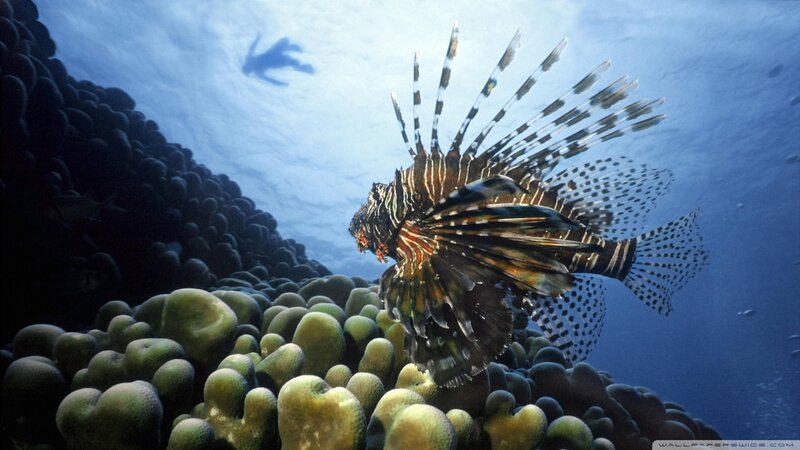 Lionfish Near Coral Reef — Blue