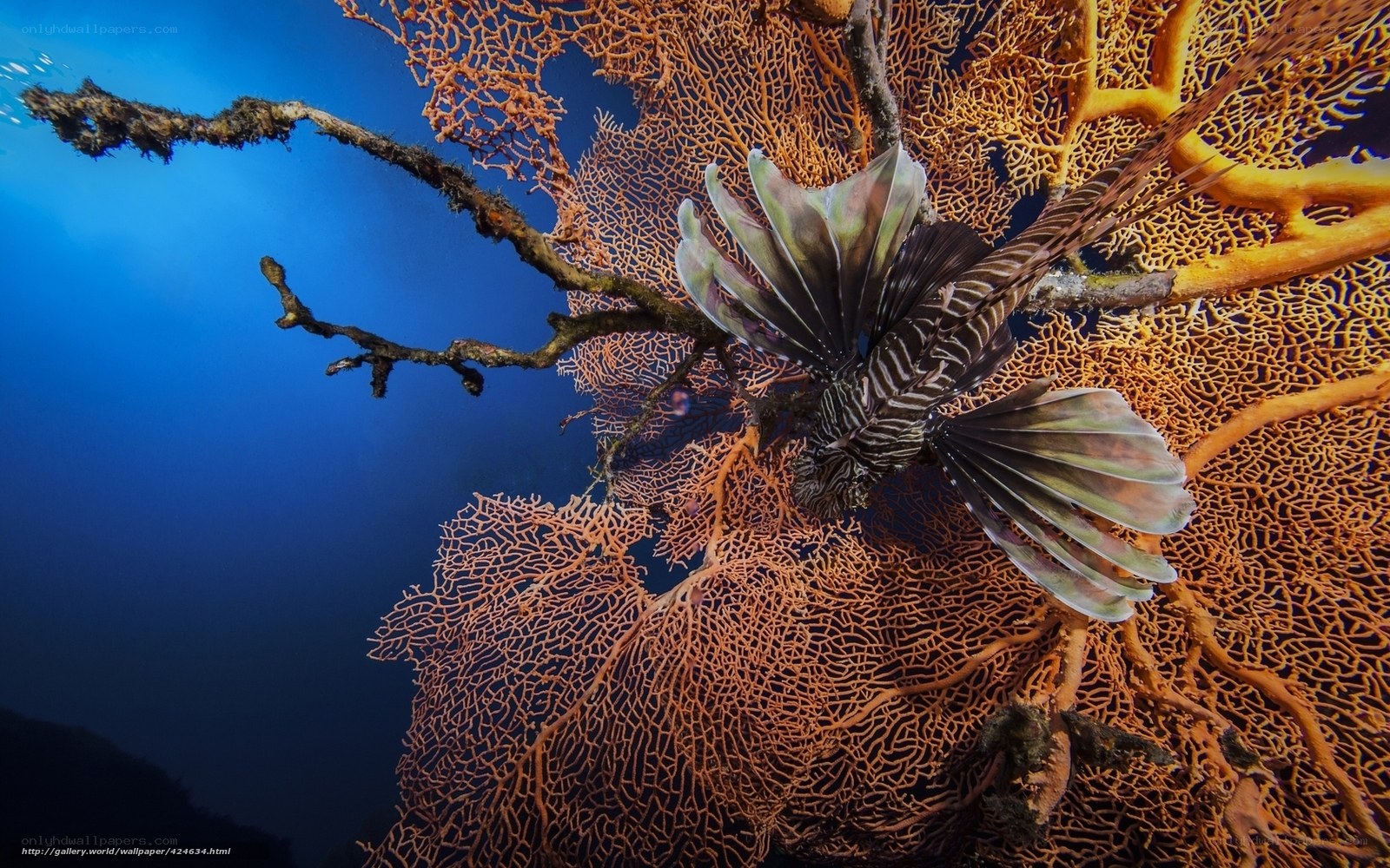 Lionfish near coral reef