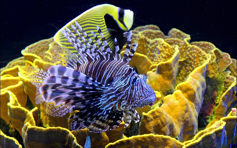 Lionfish Near Coral