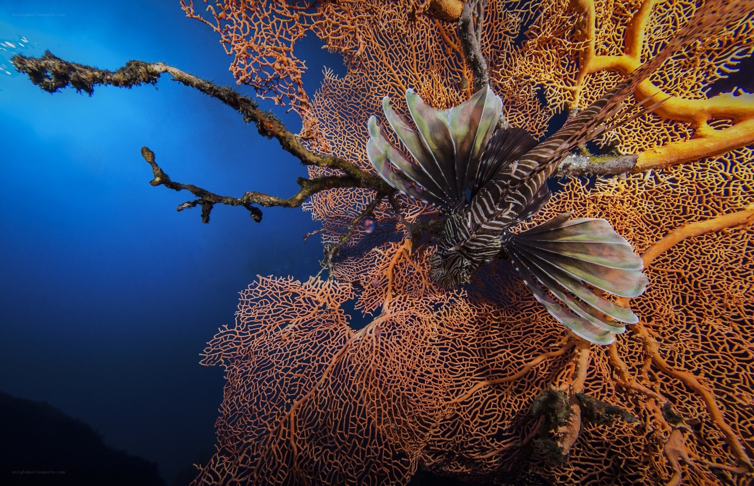 Lionfish near sea fan coral