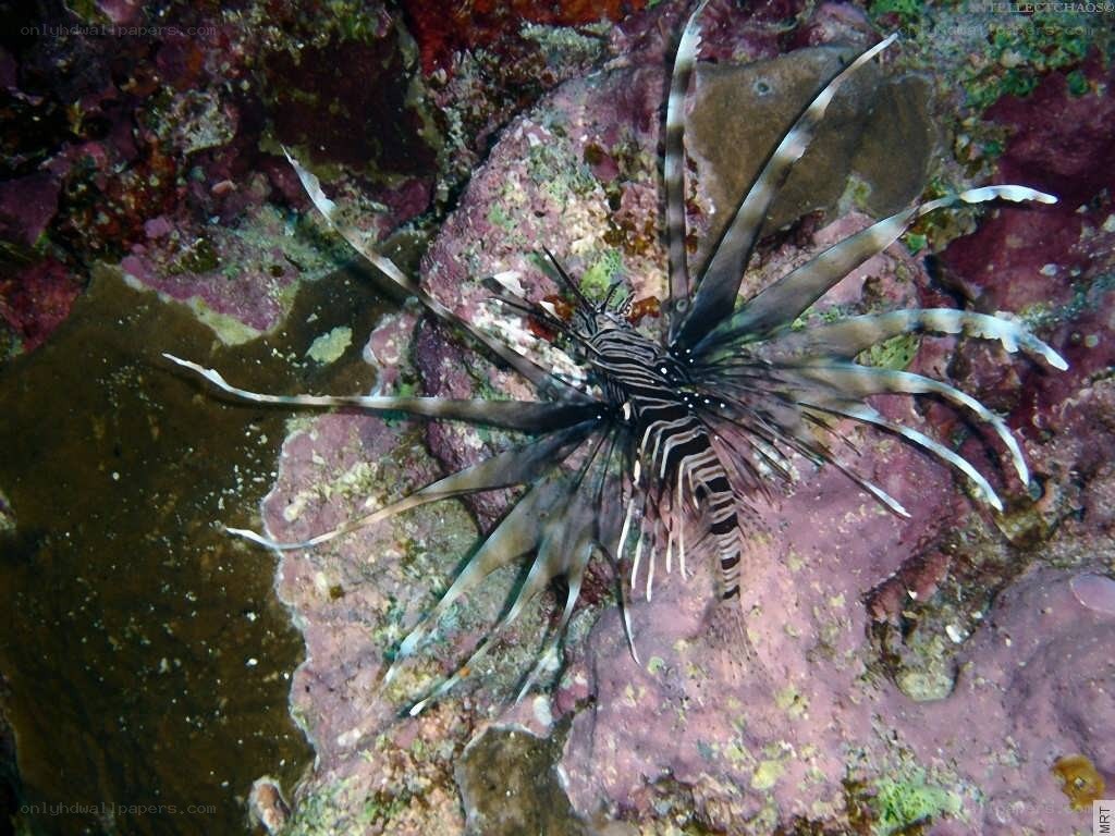 Lionfish on a coral reef