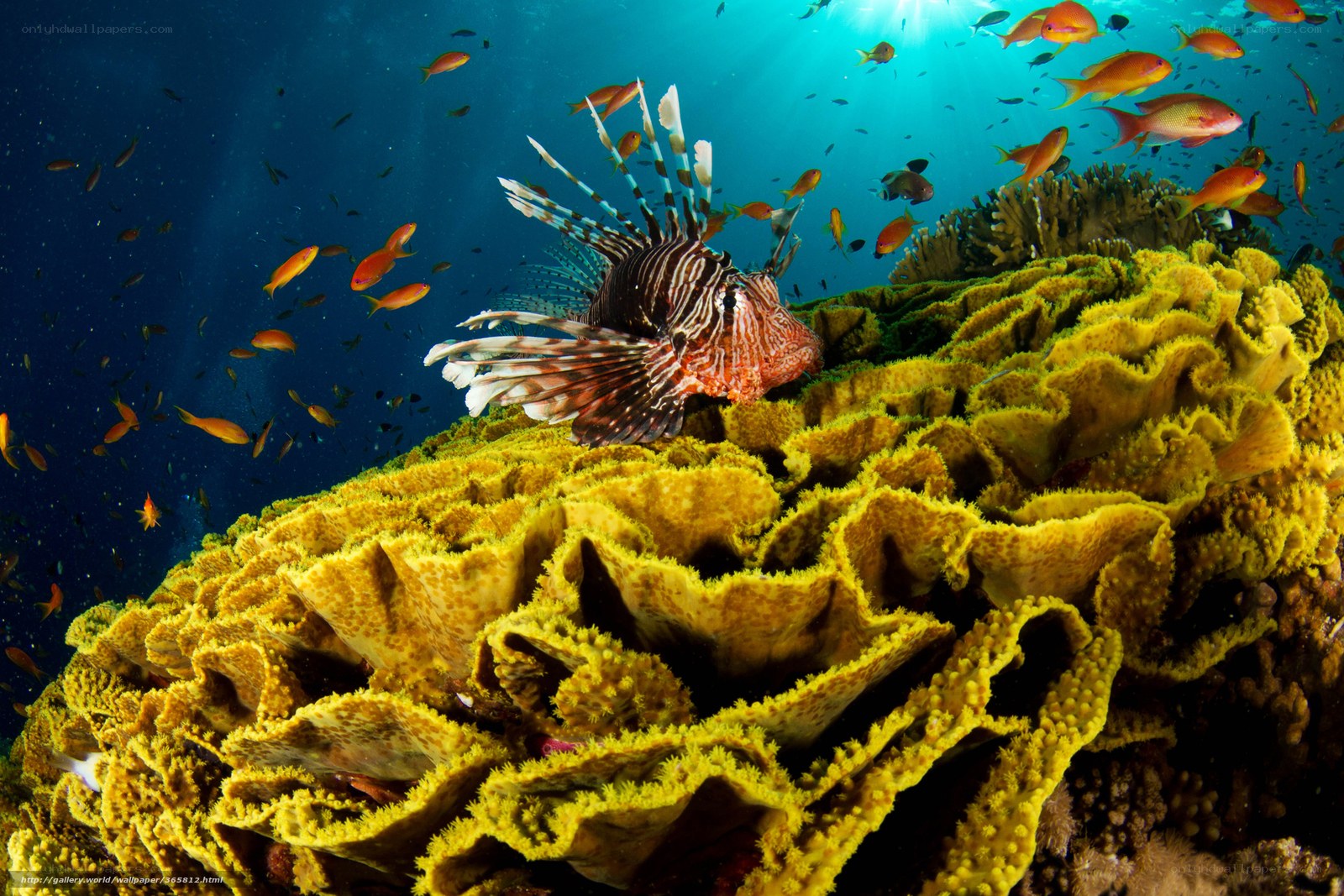 Lionfish on a coral reef