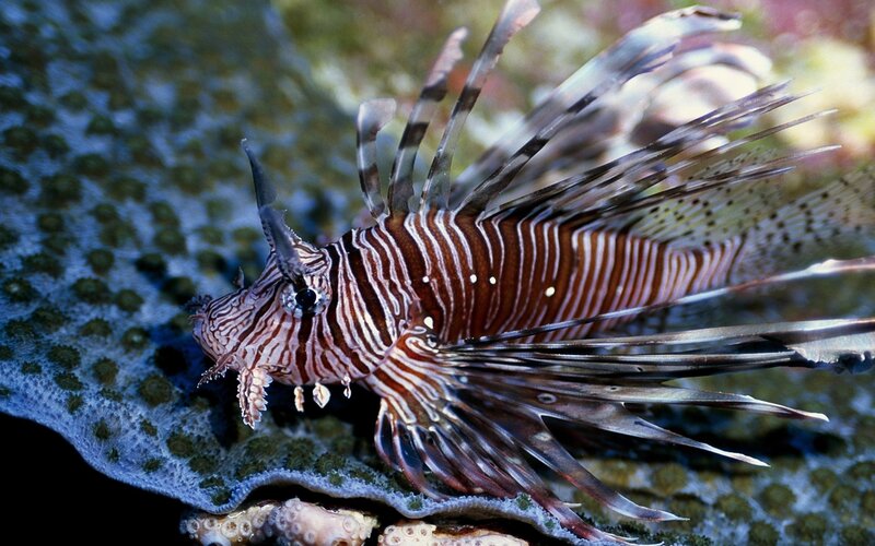 Lionfish on Coral — Brown