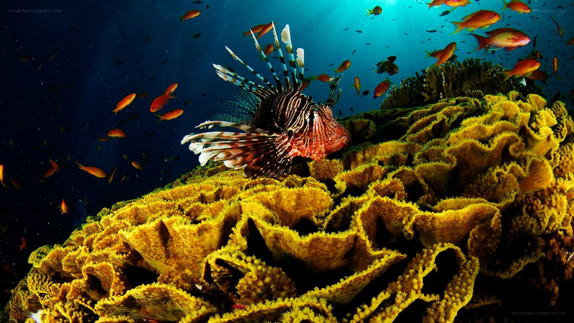 Lionfish on coral reef