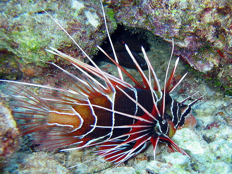 Lionfish on coral reef