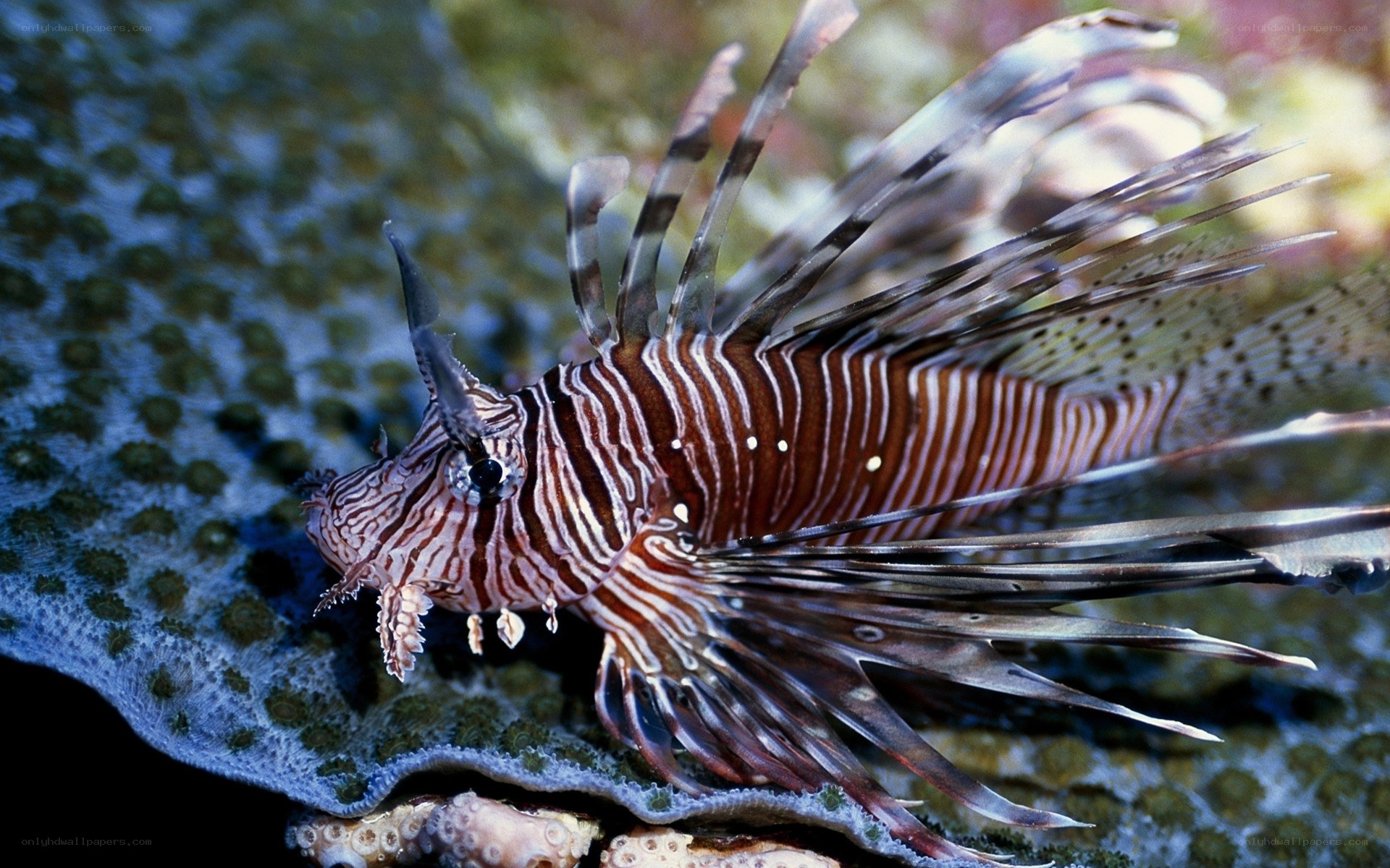 Lionfish on coral reef