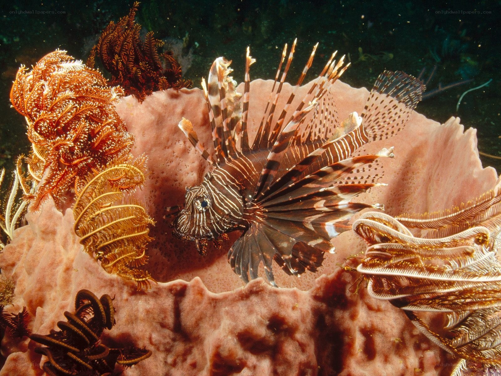 Lionfish on coral reef