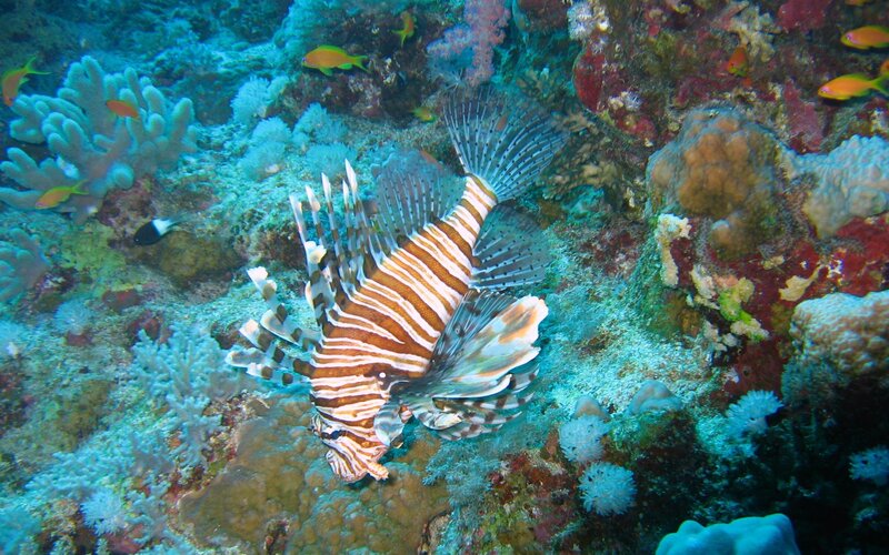 Lionfish on coral reef