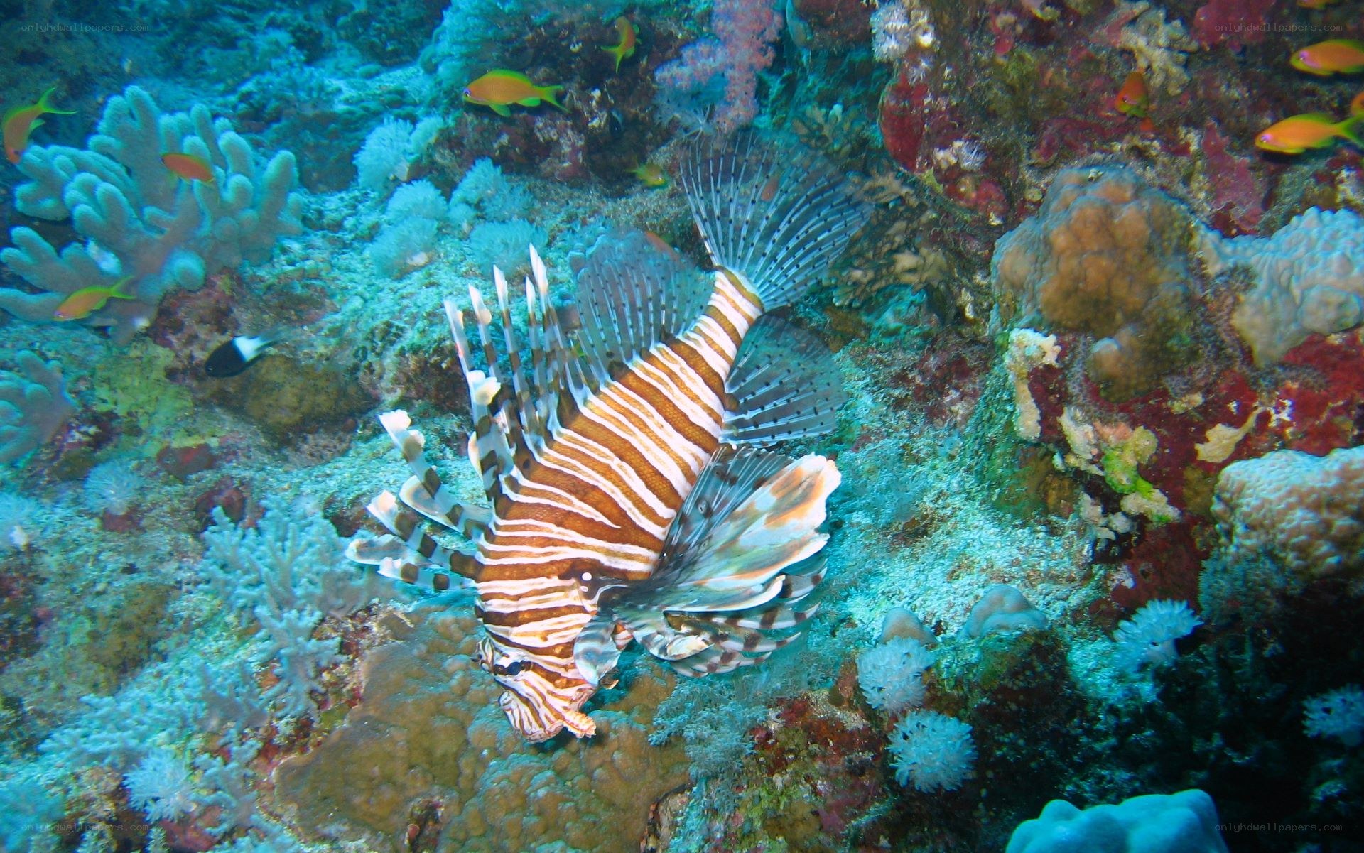 Lionfish on coral reef