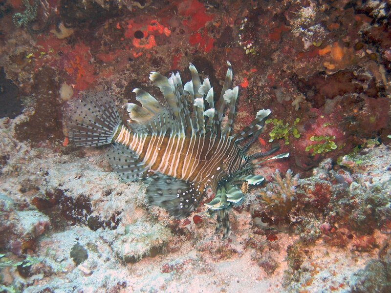 Lionfish on coral reef