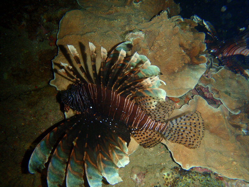 Lionfish on coral reef