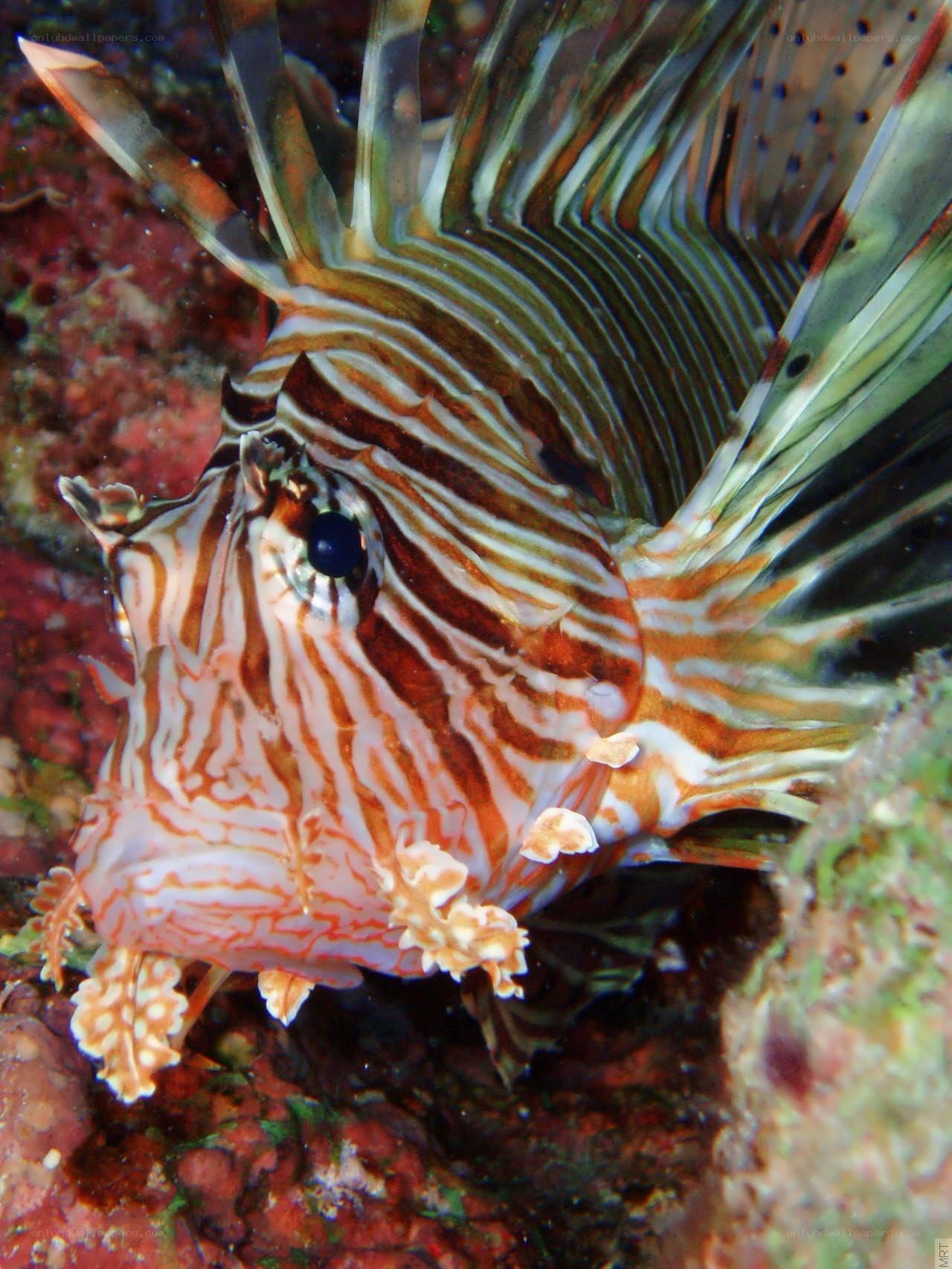 Lionfish on coral reef