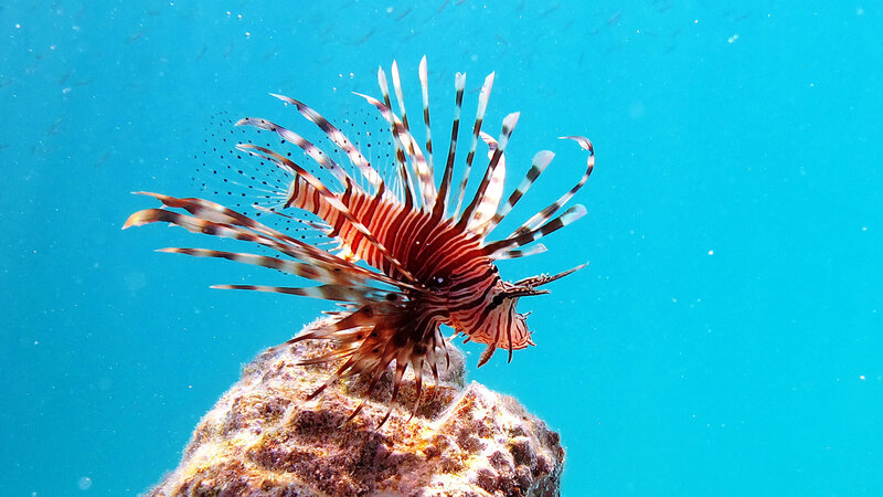 Lionfish on Coral Reef — Blue
