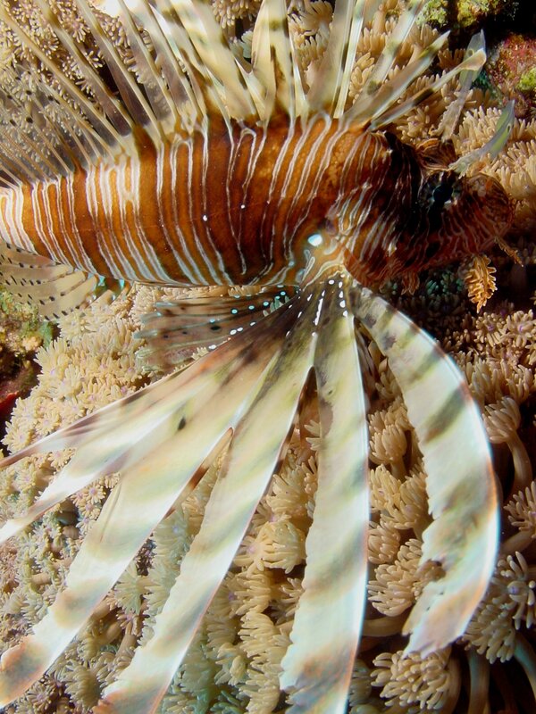 Lionfish on Coral Reef — Brown, Natural, Photograph, Ocean