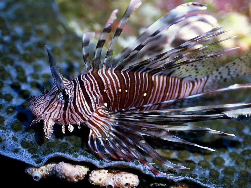 Lionfish on Coral Reef — Brown, Natural