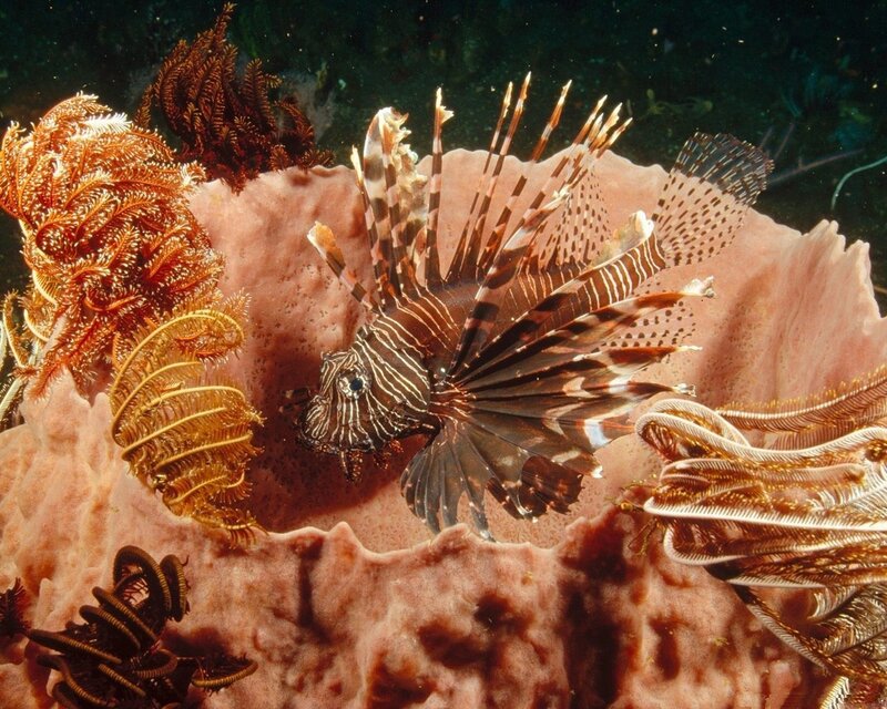 Lionfish on Coral Reef — Brown