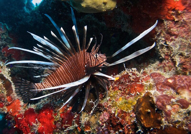 Lionfish on Coral Reef — Red