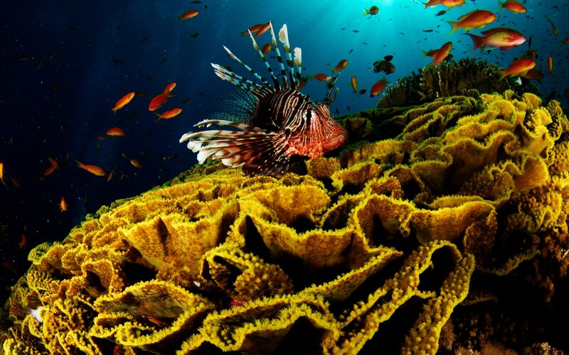 Lionfish on Coral Reef — Yellow