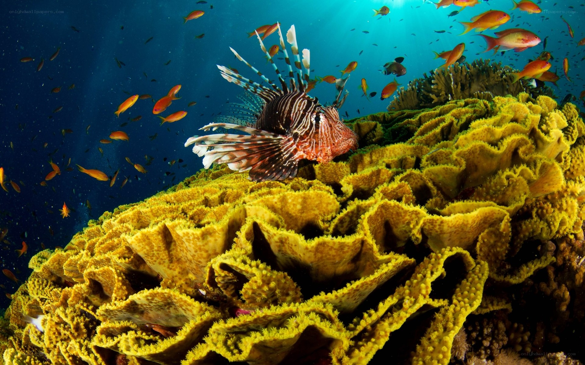 Lionfish on coral reef