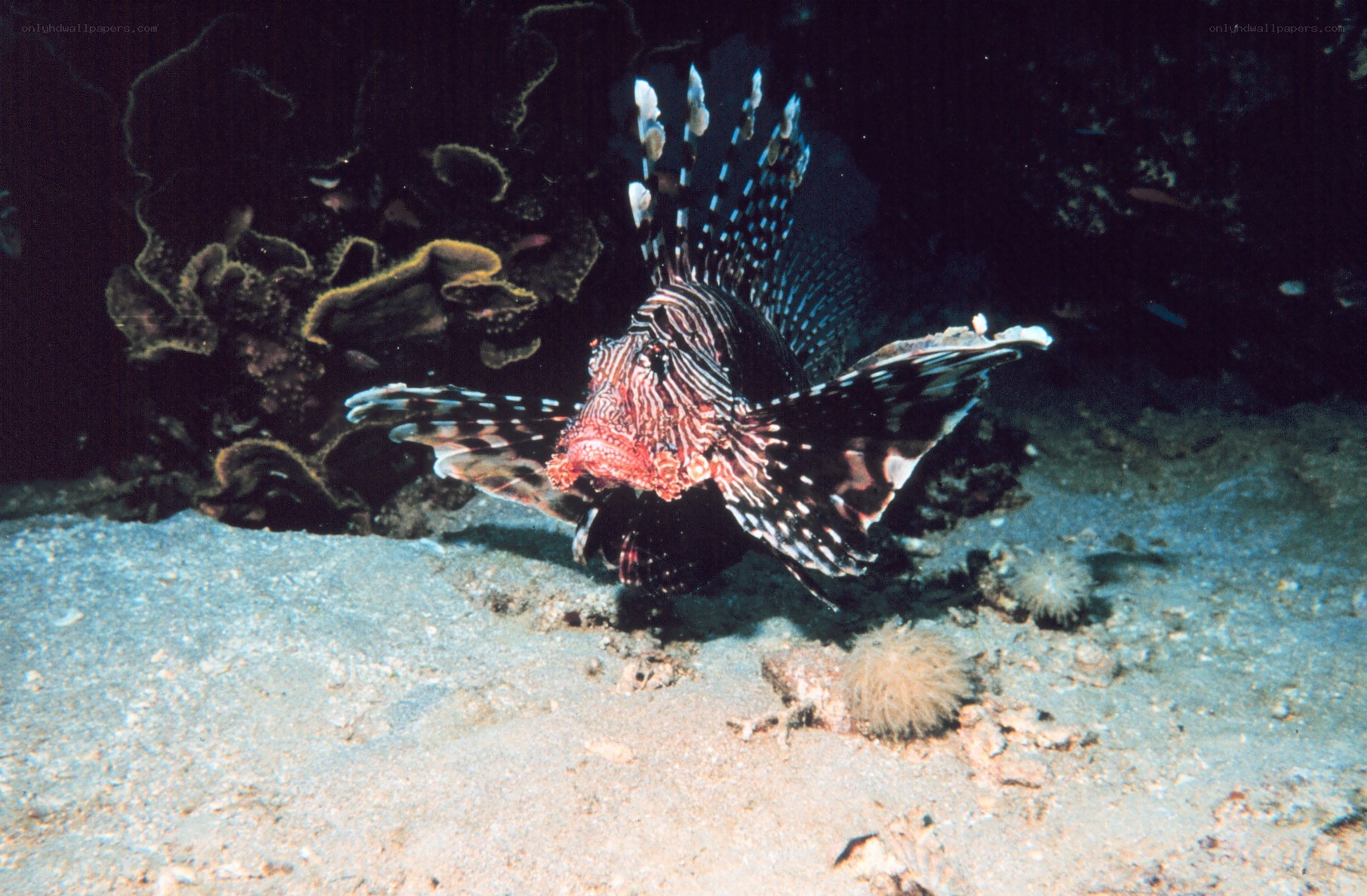 Lionfish on the ocean floor