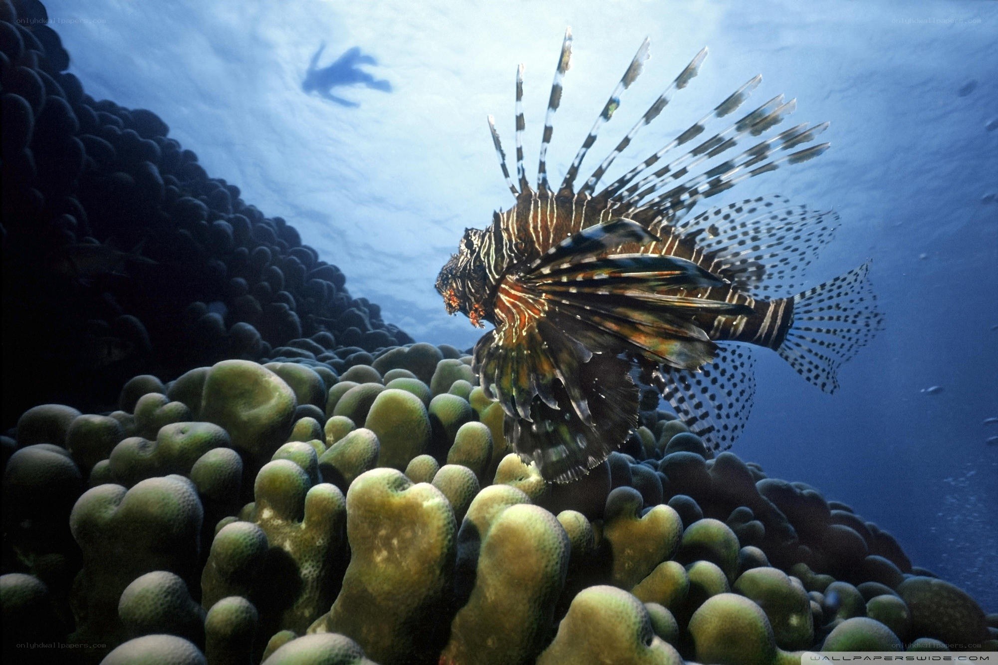 Lionfish over coral reef