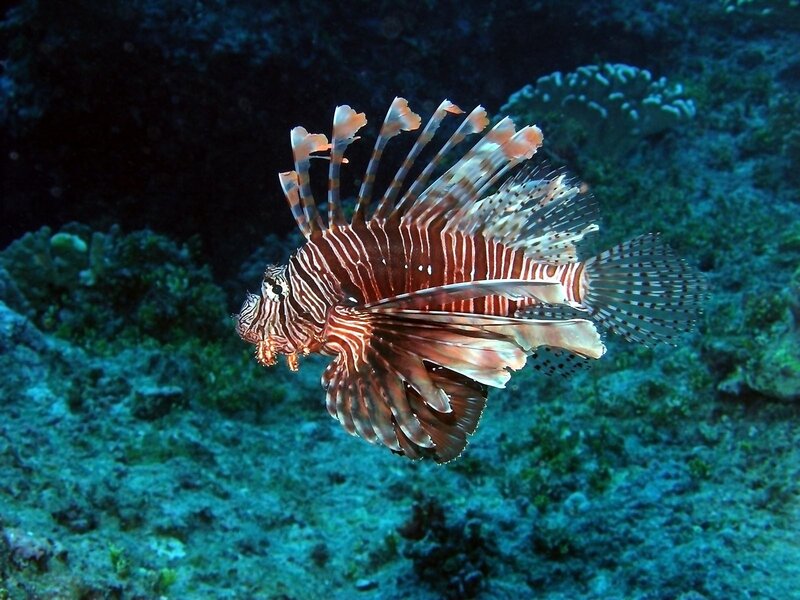 Lionfish Swimming — Blue