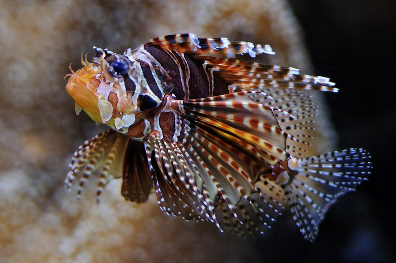 Lionfish Swimming — Brown
