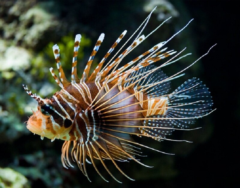 Lionfish swimming in aquarium