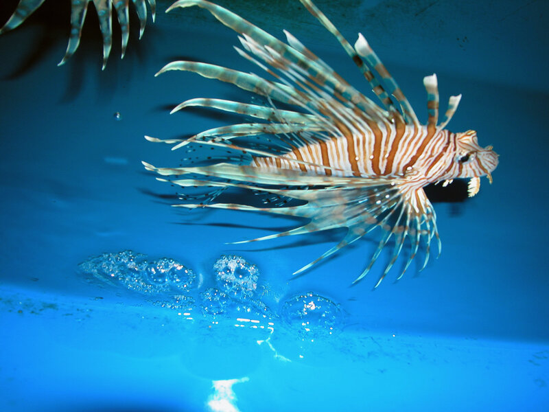 Lionfish swimming in blue water