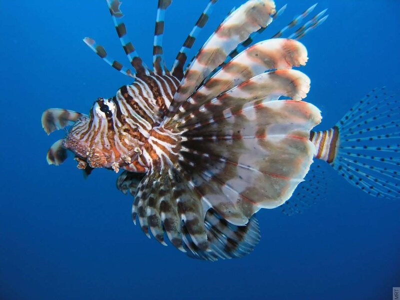 Lionfish swimming in blue water