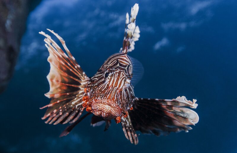 Lionfish swimming in blue water