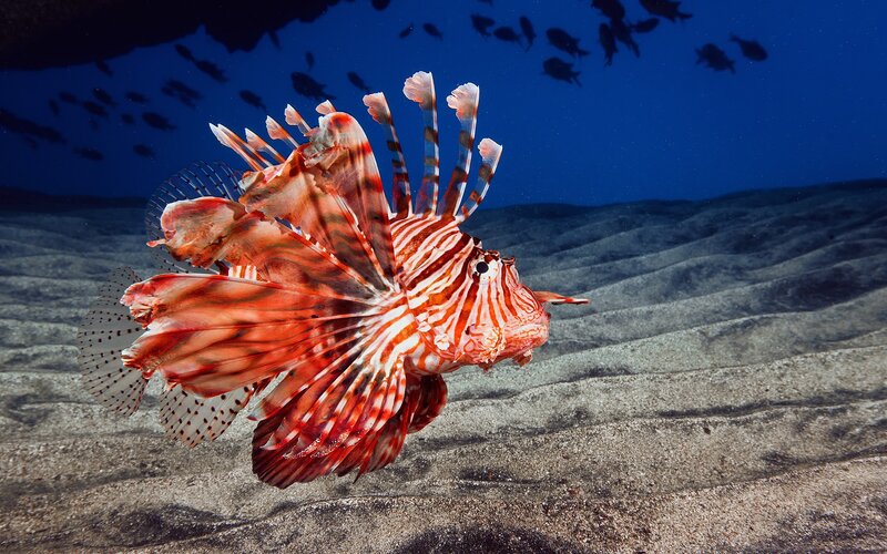 Lionfish swimming in blue water