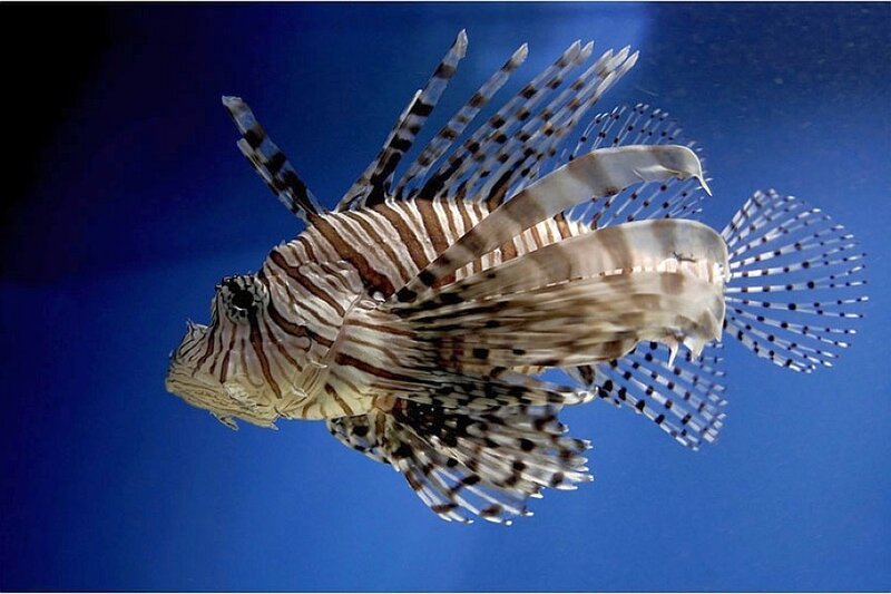 Lionfish swimming in blue water