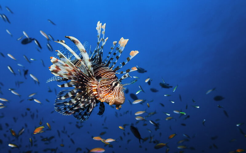 Lionfish Swimming in Ocean — Blue
