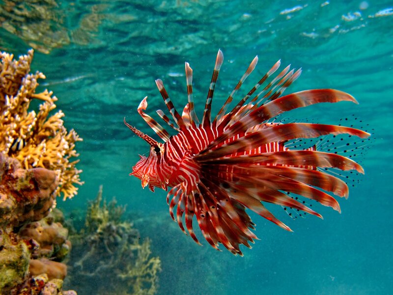 Lionfish swimming near coral