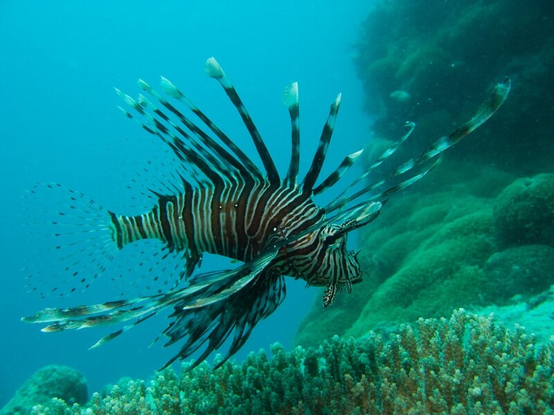 Lionfish swimming near coral