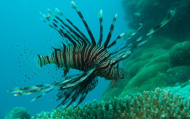 Lionfish swimming near coral
