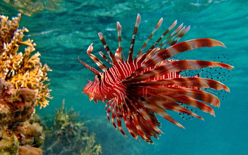 Lionfish Swimming — Red, Calm, Photograph